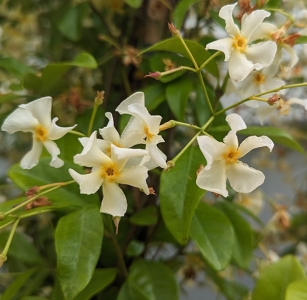 Star of Toscana csillagjázmin