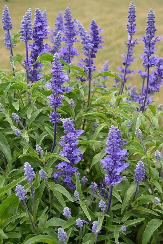Blue lisztes zsálya