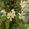Star of Toscana csillagjázmin