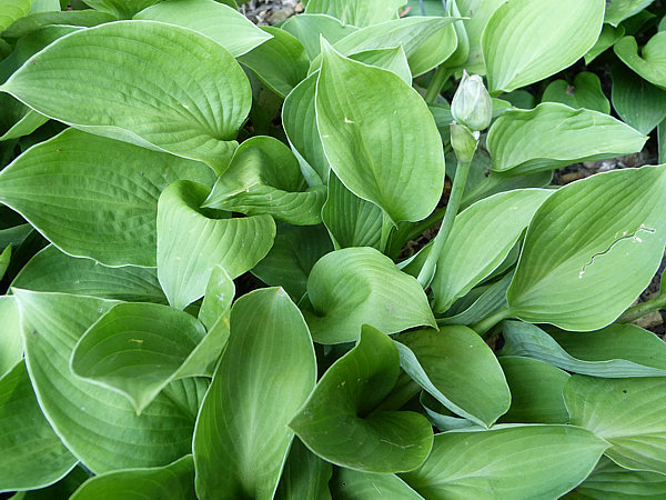 Drummer Boy Hosta (árnyékliliom) – 6 db-os csomag