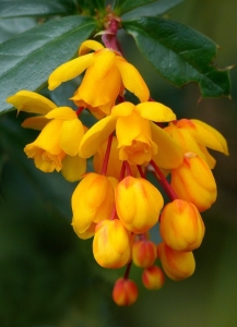 Darwin borbolya