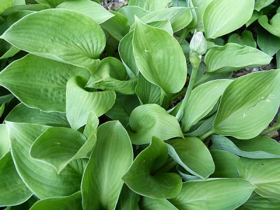 Drummer Boy Hosta (árnyékliliom) – 6 db-os csomag