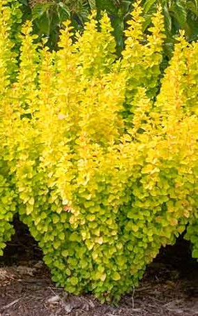 Golden Dream borbolya