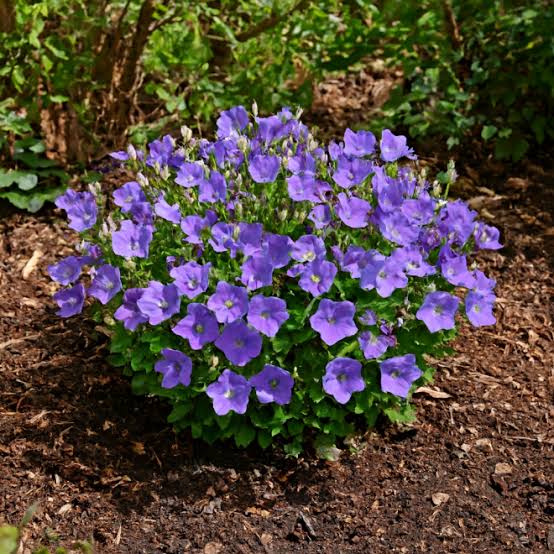 Avida Blue kárpáti harangvirág
