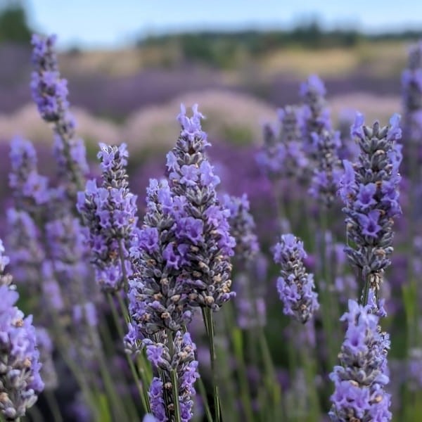 Provence-i levendula