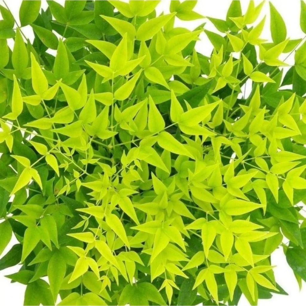 Lemon-Lime japán szentfa