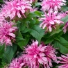 Balmy Pink méhbalzsam