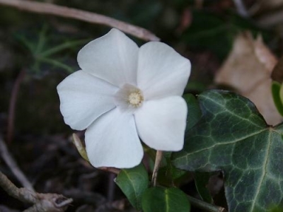 Fehér virágú kis meténg