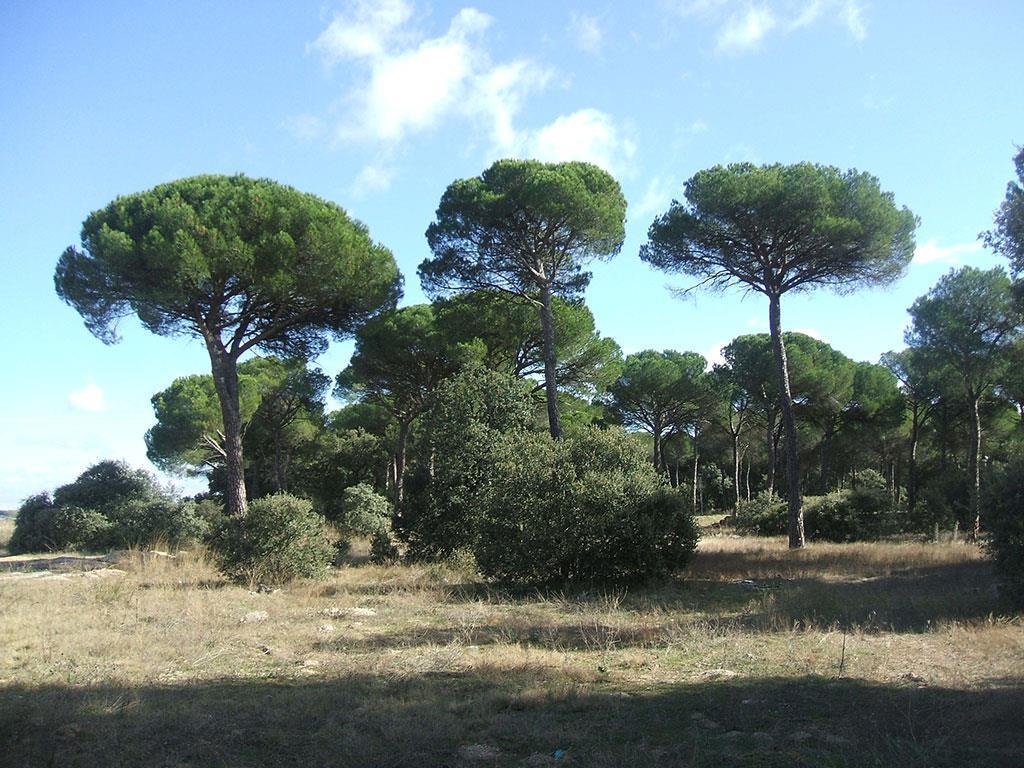 Európai mandulafenyő (Pinus pinea)